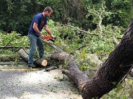 How Our Tree Care Process Works  in  Haverford College, PA